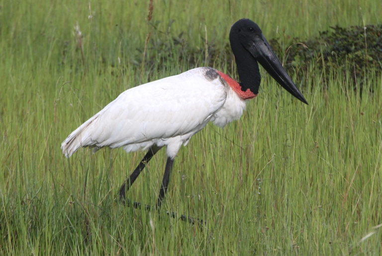 jabiru